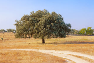 Holm oak chips SMOKEY OLIVE WOOD, 500 ml